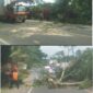 Dua Bhabinkamtibmas Polsek Rantau Selamat Sigap Tebang Pohon Hampir Tumbang di Jalan Lintas Medan-Banda Aceh