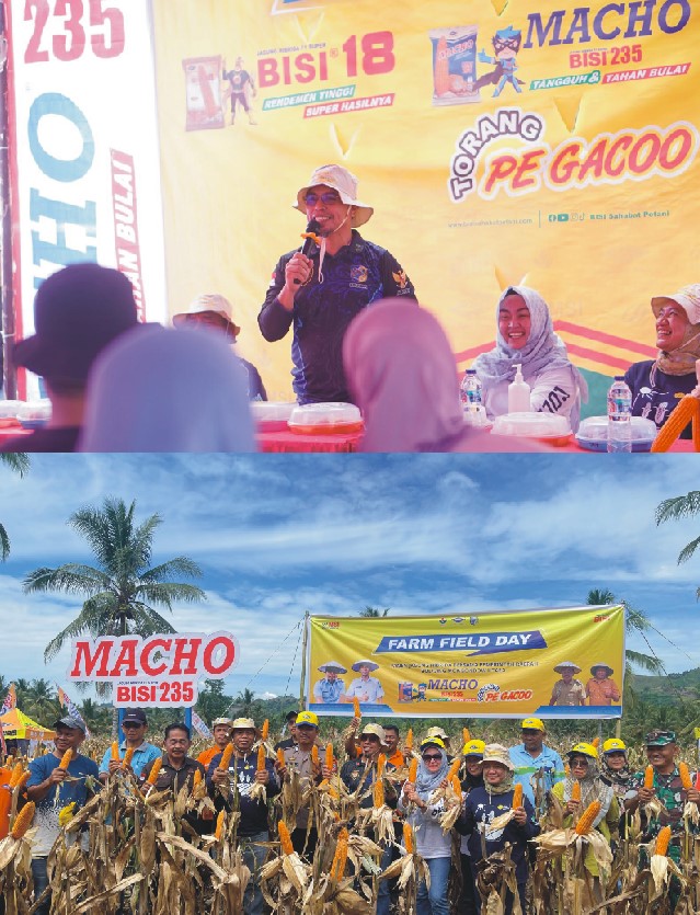 Bupati Bolmut Panen Jagung Hibrida di Desa Sidodadi