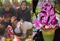 Bunga Bangkai Mekar Pertama Kali di Tolitoli, Warga Berbondong Menyaksikan