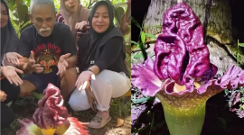 Bunga Bangkai Mekar Pertama Kali di Tolitoli, Warga Berbondong Menyaksikan
