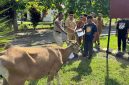 pemerintah daerah menyerahkan masing-masing satu ekor sapi kepada tiga desa penerima, yakni Desa Boroko, Desa Boroko Utara, dan Desa Inomunga Utara.