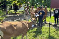 pemerintah daerah menyerahkan masing-masing satu ekor sapi kepada tiga desa penerima, yakni Desa Boroko, Desa Boroko Utara, dan Desa Inomunga Utara.