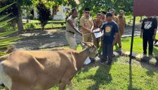 pemerintah daerah menyerahkan masing-masing satu ekor sapi kepada tiga desa penerima, yakni Desa Boroko, Desa Boroko Utara, dan Desa Inomunga Utara.