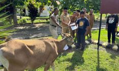 Pemkab Boltara Salurkan Bantuan Hewan Kurban Idul Adha 1447 H, Bupati Serahkan Langsung ke Tiga Desa