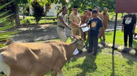 pemerintah daerah menyerahkan masing-masing satu ekor sapi kepada tiga desa penerima, yakni Desa Boroko, Desa Boroko Utara, dan Desa Inomunga Utara.