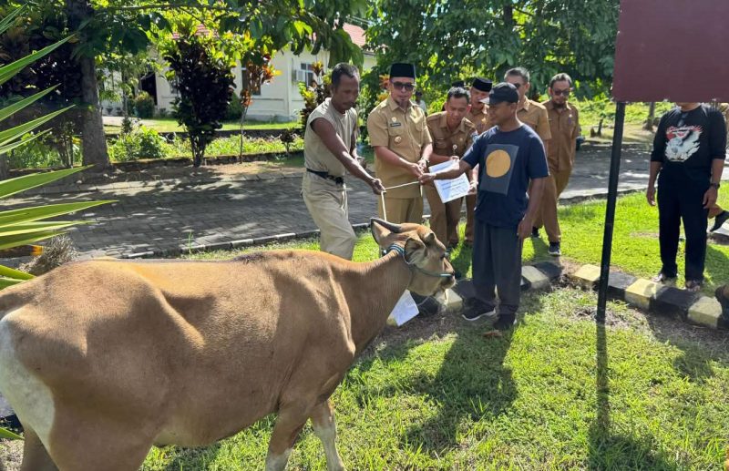 pemerintah daerah menyerahkan masing-masing satu ekor sapi kepada tiga desa penerima, yakni Desa Boroko, Desa Boroko Utara, dan Desa Inomunga Utara.