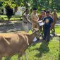 pemerintah daerah menyerahkan masing-masing satu ekor sapi kepada tiga desa penerima, yakni Desa Boroko, Desa Boroko Utara, dan Desa Inomunga Utara.