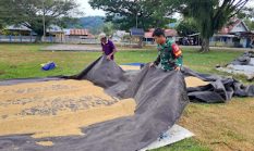 Babinsa Koramil 1305-09/ Bokat Perkuat Ketahanan Pangan Melalui Hanpangan Bersama Petani Padi