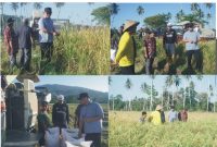 Tanam Tabela Berhasil, Bupati Boltara Tinjau Panen Raya Padi IPB 15S di Desa Gihang