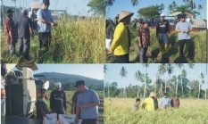 Tanam Tabela Berhasil, Bupati Boltara Tinjau Panen Raya Padi IPB 15S di Desa Gihang
