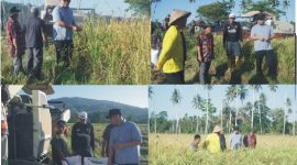 Tanam Tabela Berhasil, Bupati Boltara Tinjau Panen Raya Padi IPB 15S di Desa Gihang