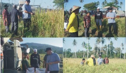 Tanam Tabela Berhasil, Bupati Boltara Tinjau Panen Raya Padi IPB 15S di Desa Gihang